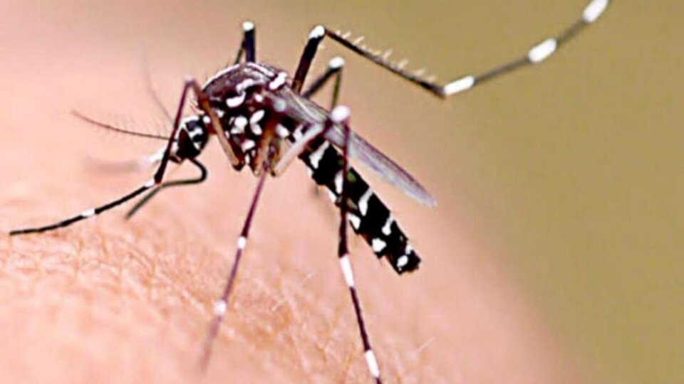 catamarca-detecto-127-casos-de-dengue-en-la-ultima-semana