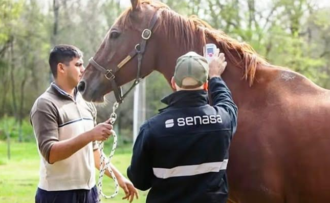primer-caso-confirmado-en-catamarca-de-encefalomielitis-equina-del-oeste