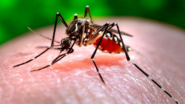 los-casos-de-dengue-en-la-provincia-continuan-en-descenso
