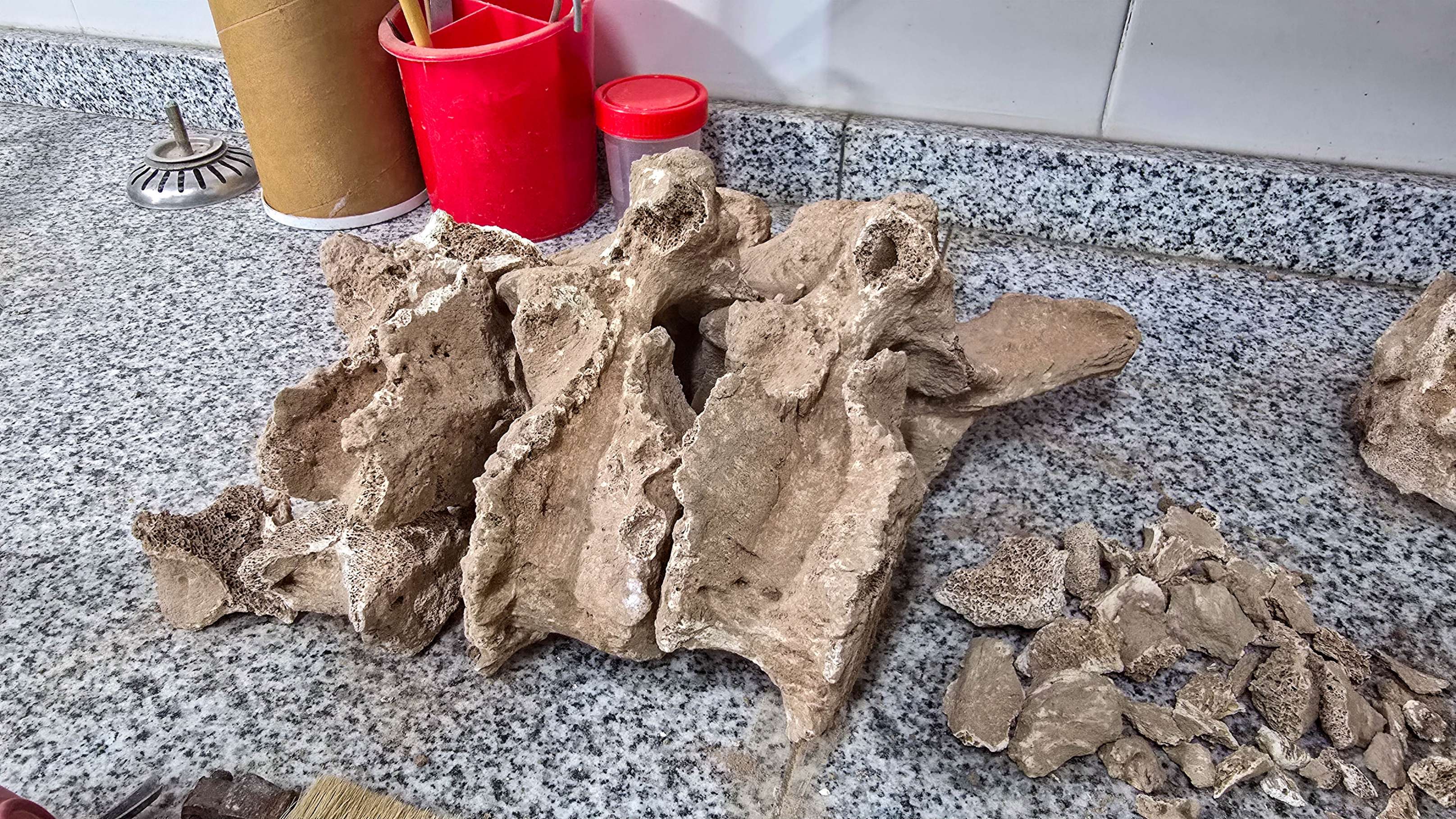 Imagen noticia Hallan restos fósiles de Mylodon en Aconquija