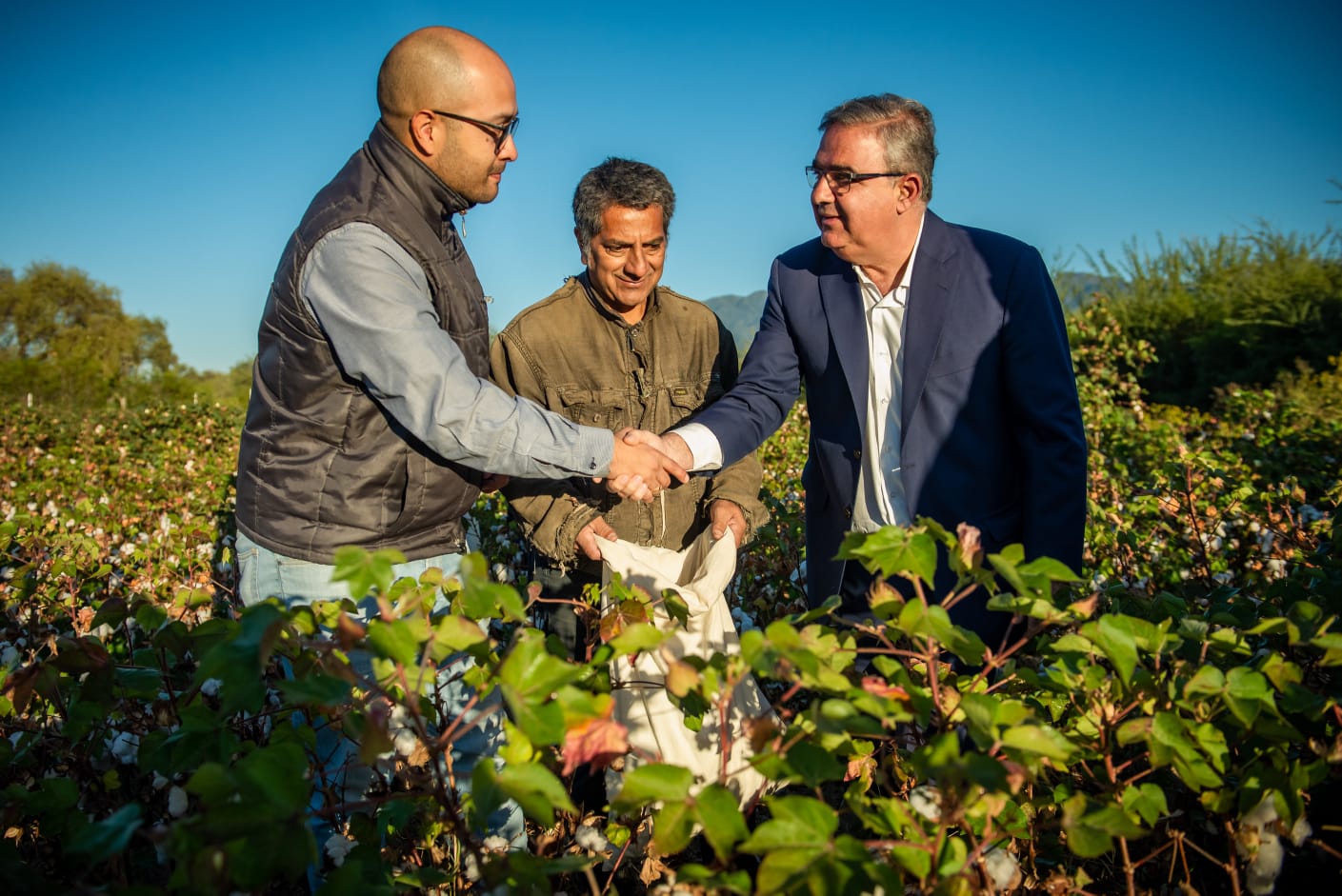 buenos-rendimientos-en-los-primeros-ensayos-de-cultivo-de-algodon