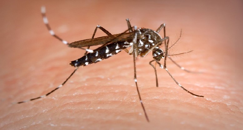 catamarca-detecto-un-solo-caso-de-dengue-en-la-ultima-semana