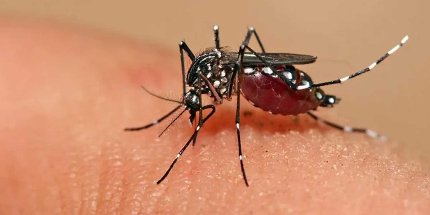 catamarca-no-registro-nuevos-contagios-de-dengue