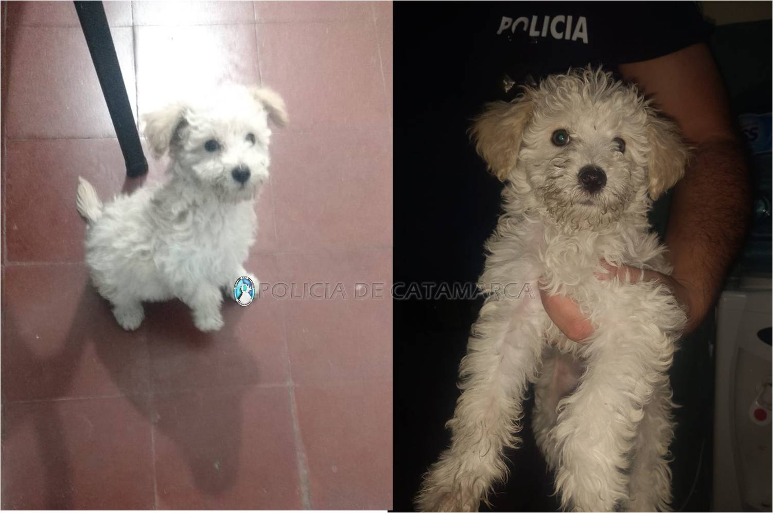 robo-un-caniche-y-lo-escondio-dentro-de-un-bolso