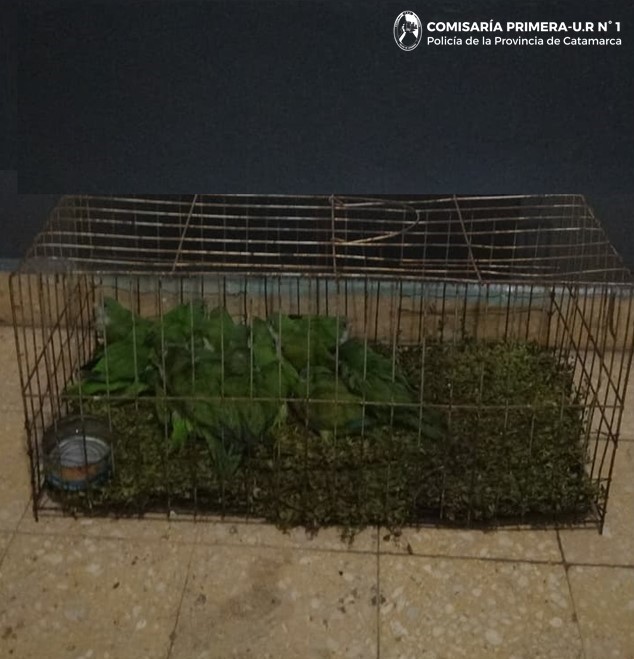 incautaron-19-aves-silvestres-que-eran-comercializadas-en-plena-peatonal-rivadavia
