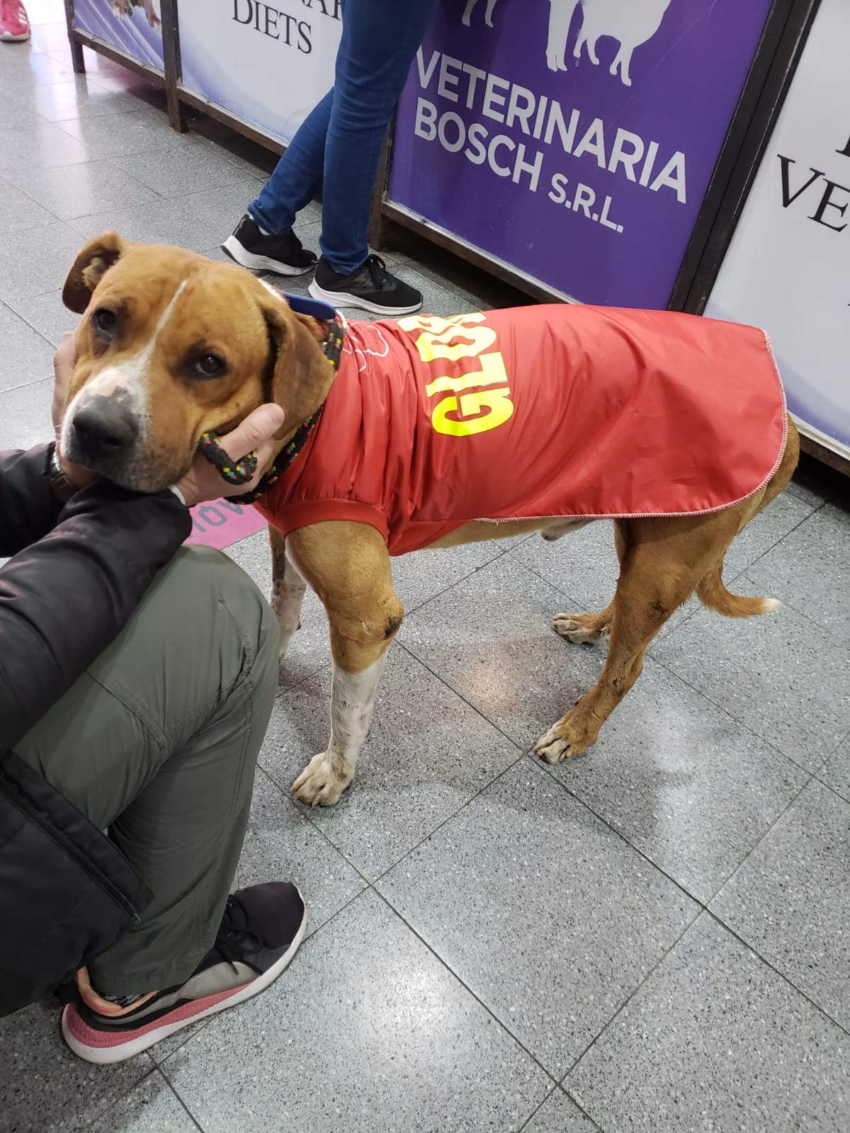 globito-el-perrito-herido-con-pirotecnia-fue-dado-de-alta