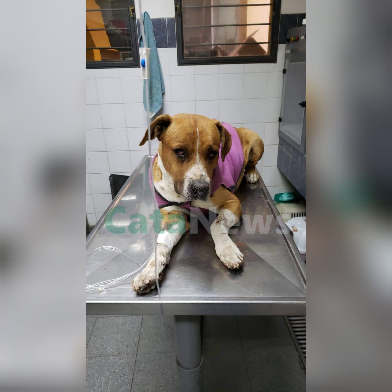 globito-esta-herido-e-internado-en-una-veterinaria