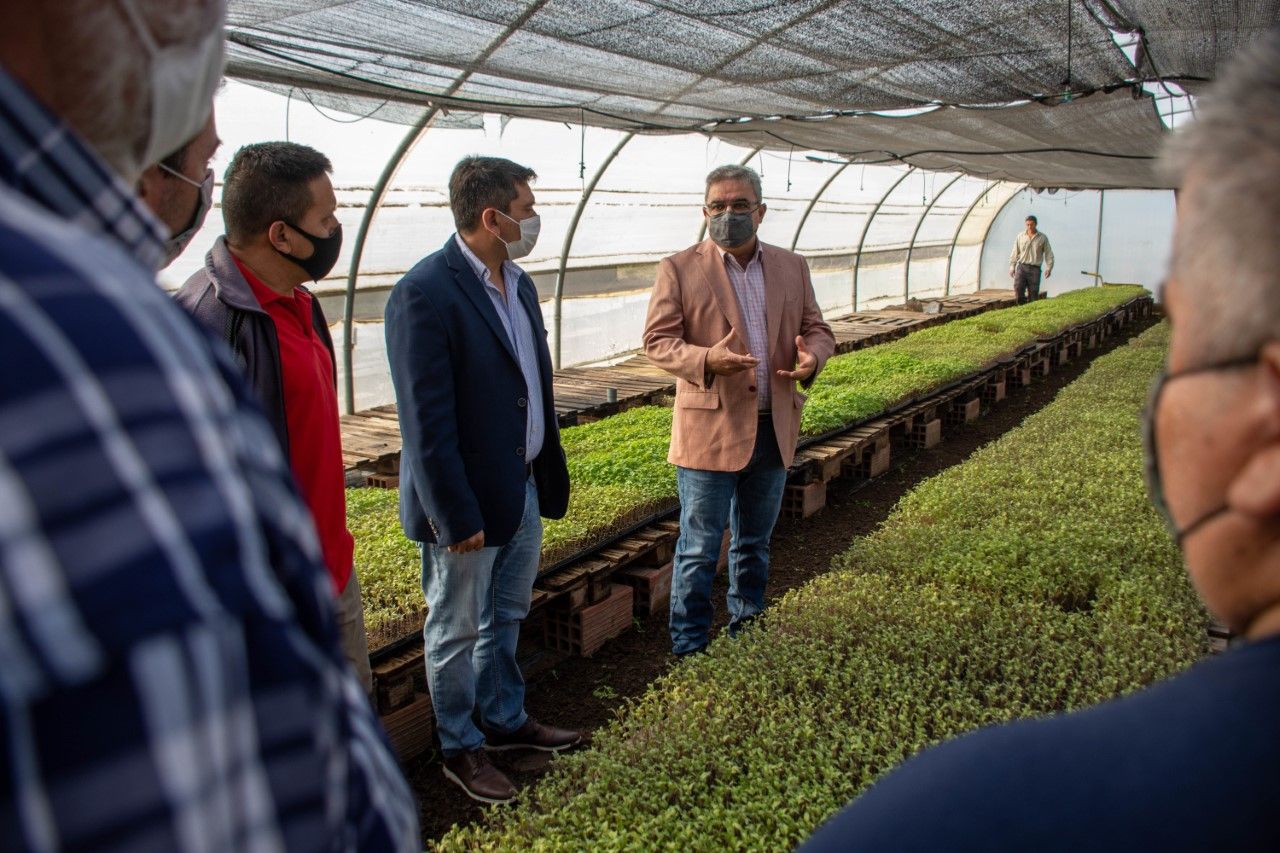 el-gobierno-entregara-mas-de-250-mil-plantines-de-tomates-a-productores-de-la-provincia