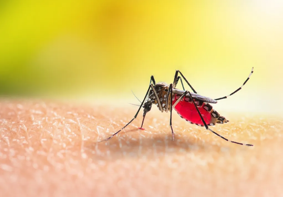 catamarca-detecto-24-casos-de-dengue