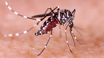 se-investiga-el-fallecimiento-de-una-persona-como-caso-sospechoso-de-dengue