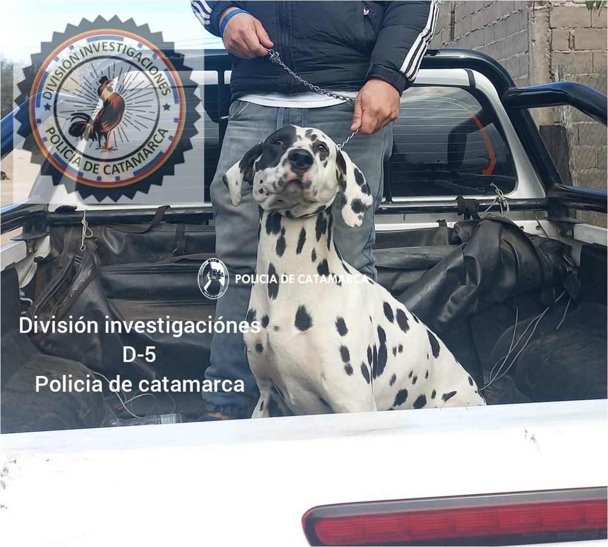 recuperaron-un-perro-dalmata-en-el-barrio-mi-gauchito