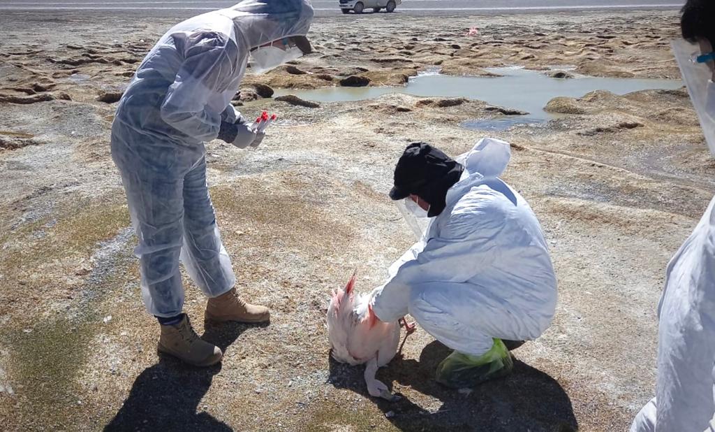 catamarca-se-encuentra-en-vigilancia-epidemiologica-preliminar-por-influenza-aviar