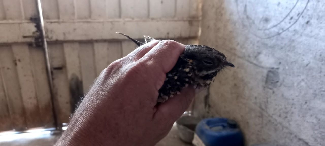 rescataron-un-ave-herida-en-el-sur-de-la-capital