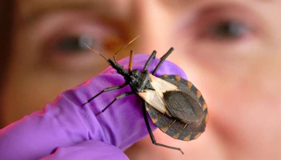 el-diagnostico-y-tratamiento-para-chagas-es-gratuito