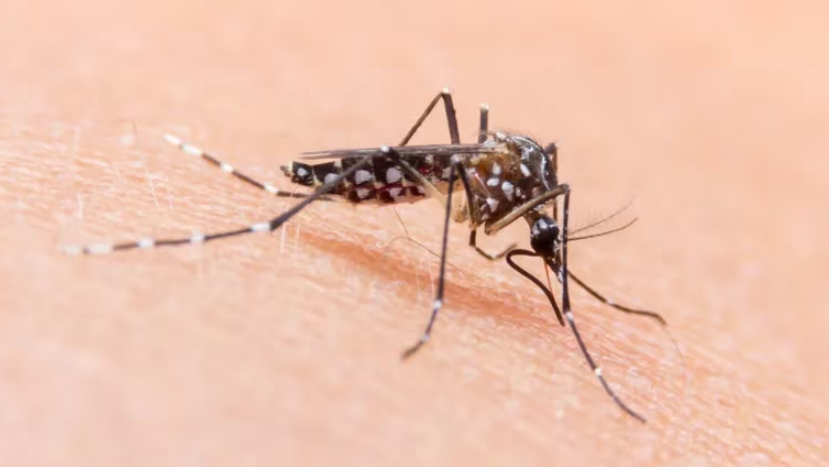 catamarca-registro-111-casos-positivos-de-dengue