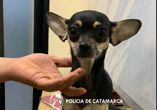 de-vuelta-con-su-familia-recuperaron-al-perrito-que-habia-sido-robado-en-el-norte-de-la-ciudad