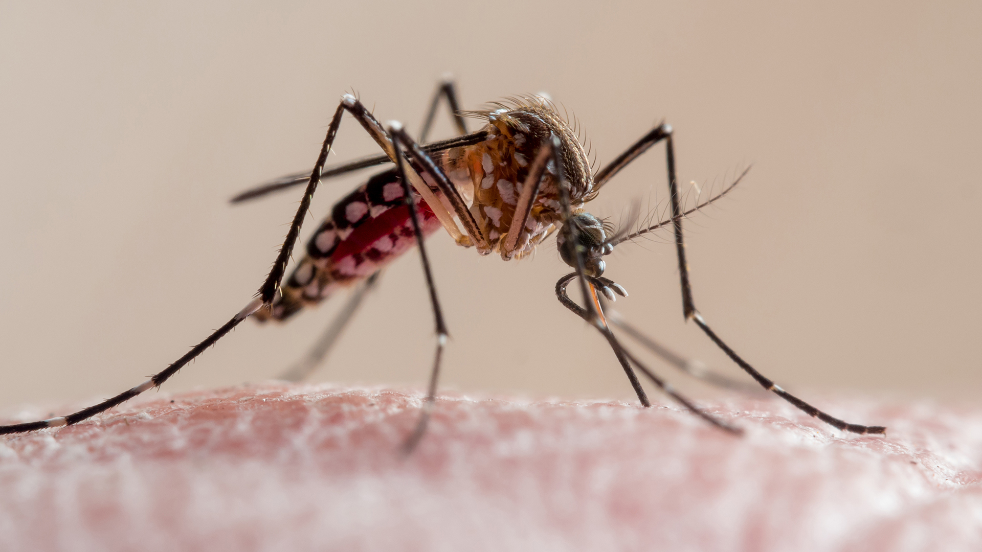 leve-descenso-catamarca-detecto-93-casos-de-dengue